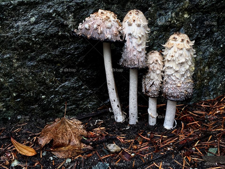 Shaggy ink cap mushrooms 