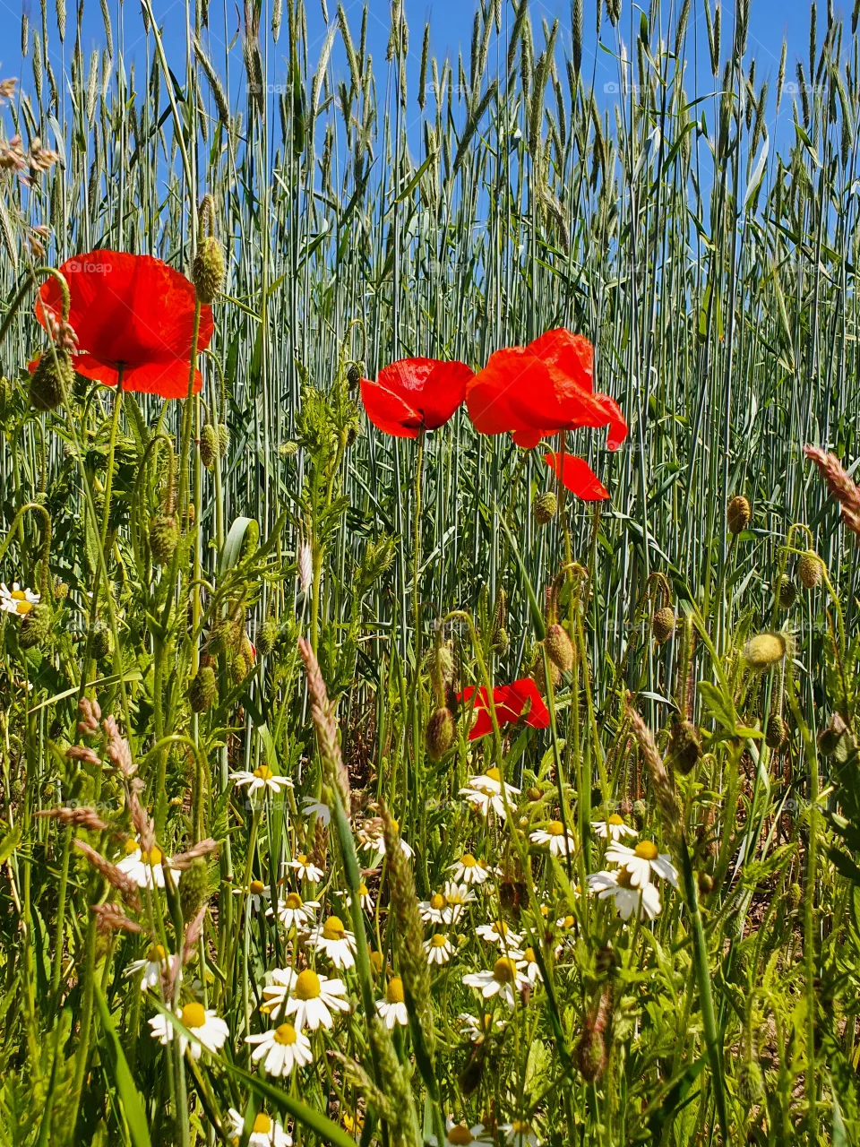 Mohnblume im Feld