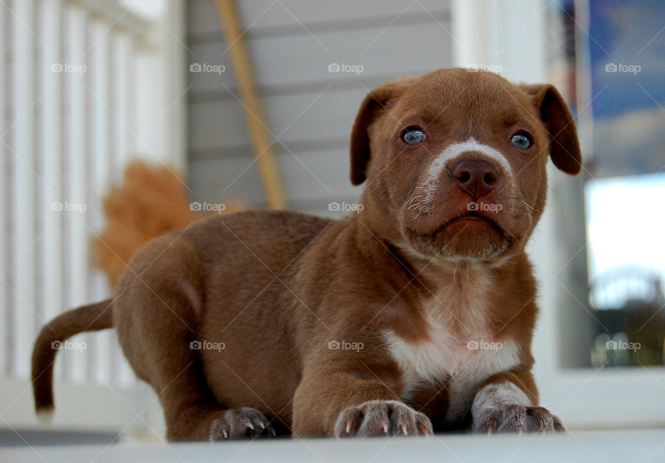 Baby pit