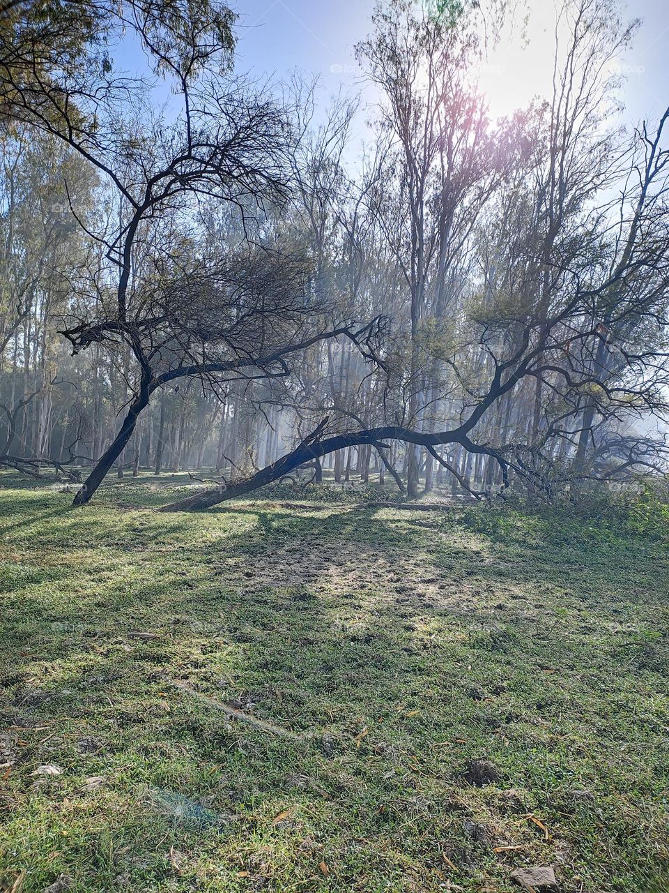fallen tree in beautiful forest.