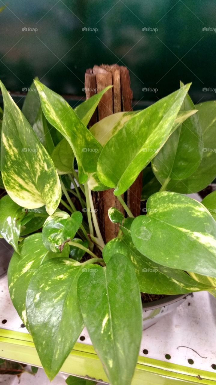 Comigo ninguém pode