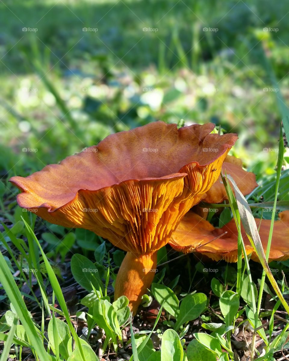 Close-up of mushroom