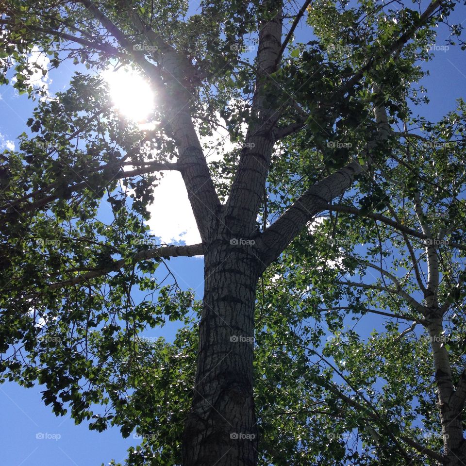 Sunny tree