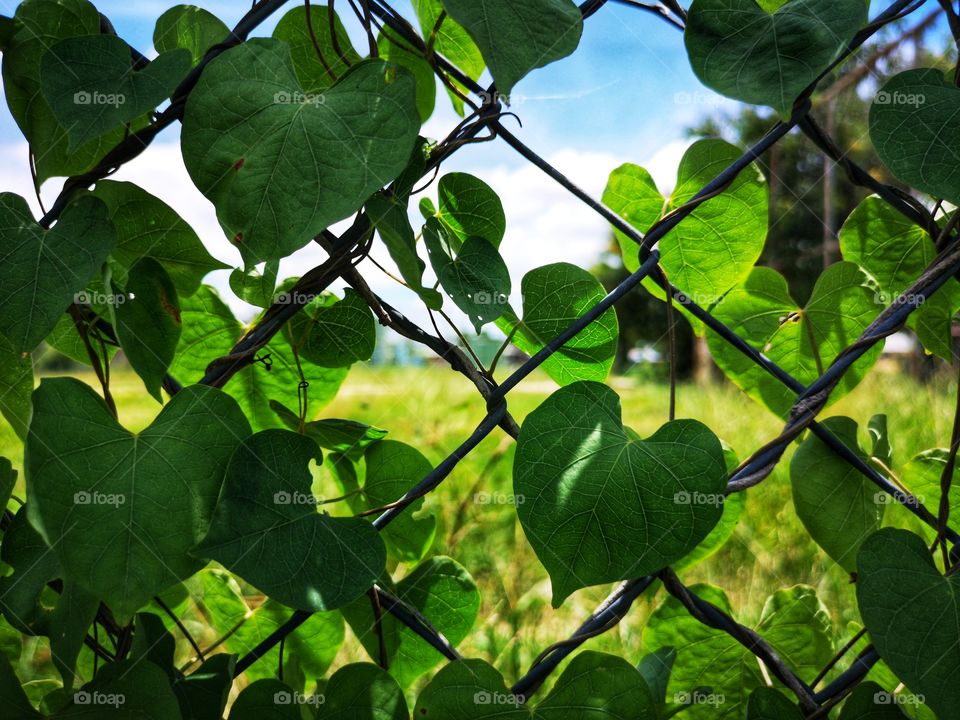 Many vines heart shaped leaves are growing on a fence.