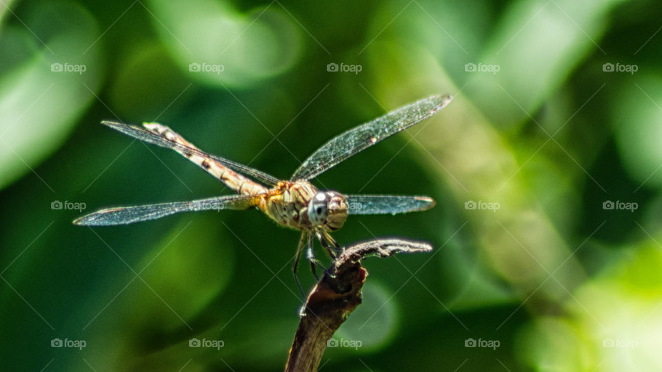 Dragon Fly Smiling Me