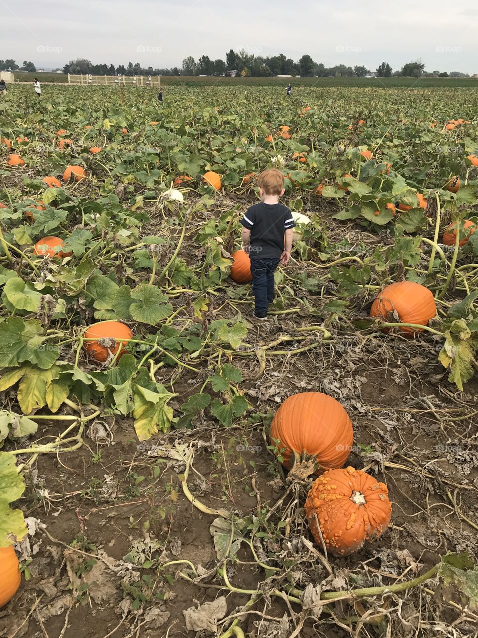 Portrait of Fall - Pumpkin hunting in a picturesque field of color.