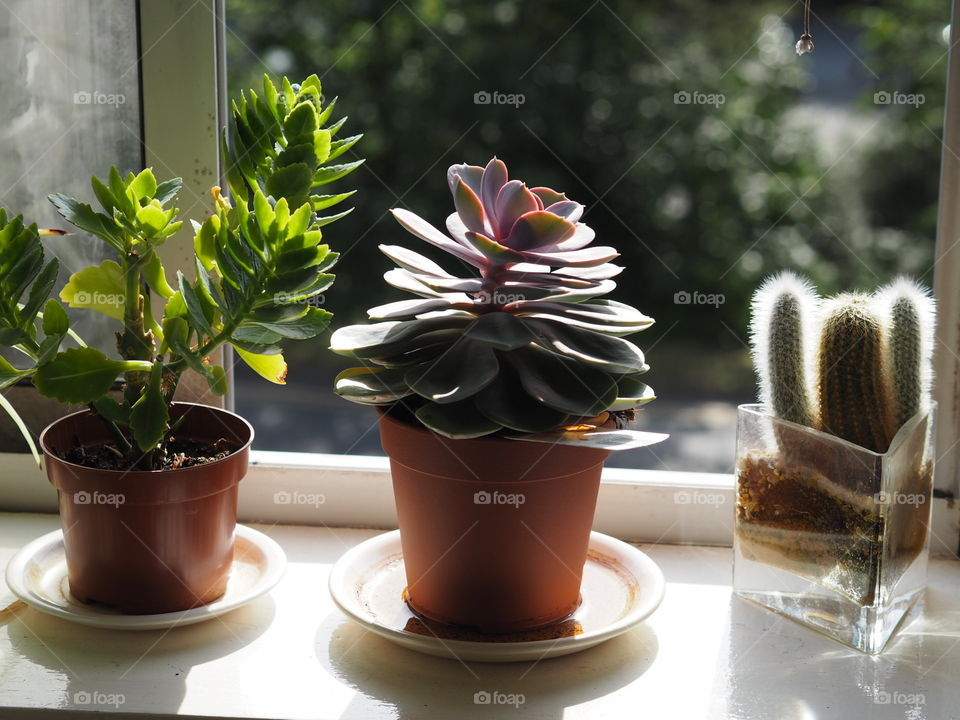 House plants in sunshine on a windowsill with a bokeh background