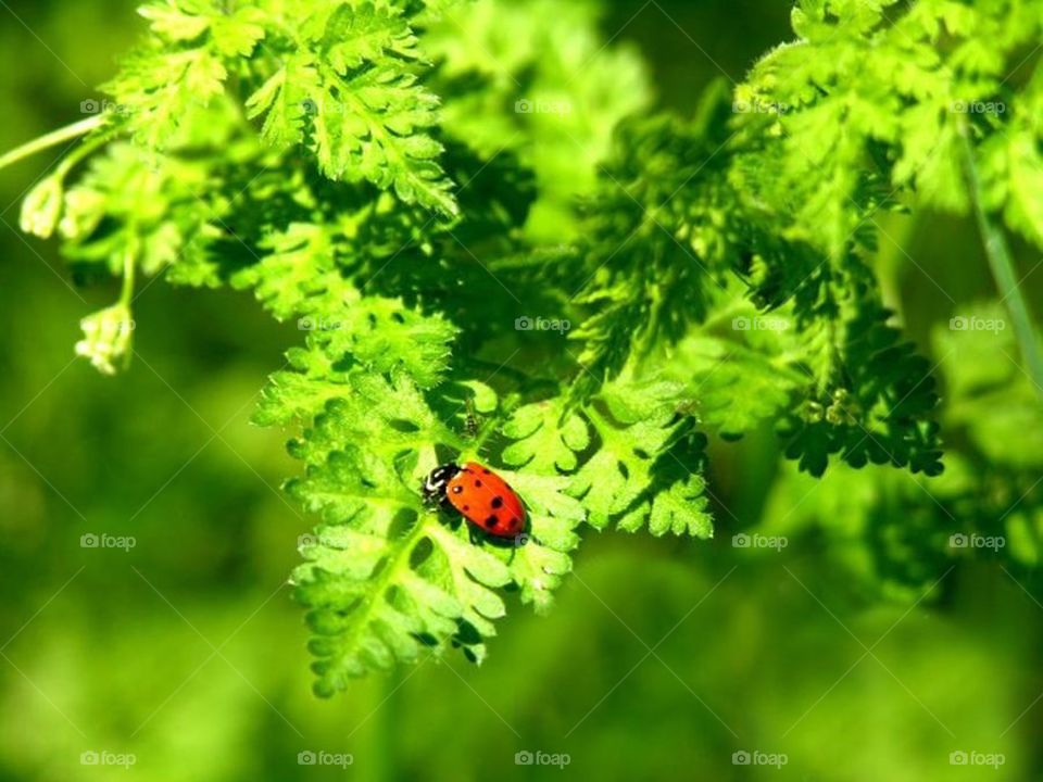 Ladybug