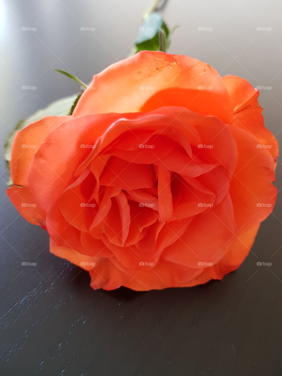Orange Rose