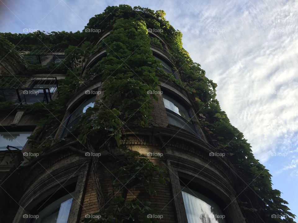 Ivy covering a brownstone.