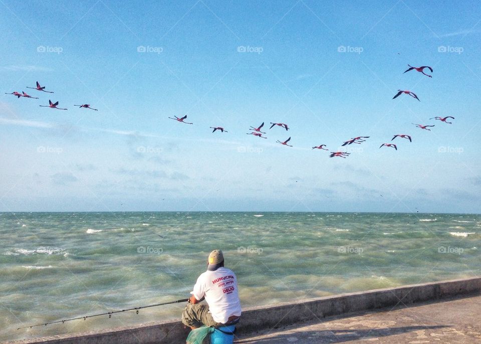 flamingos flight