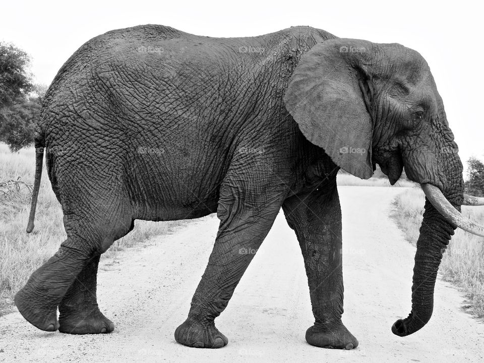 Elephant crossing the road in Kruger National Park, South Africa