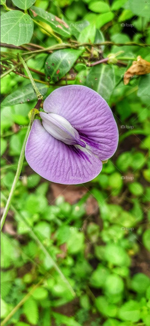Beautiful white and blue wildflowers