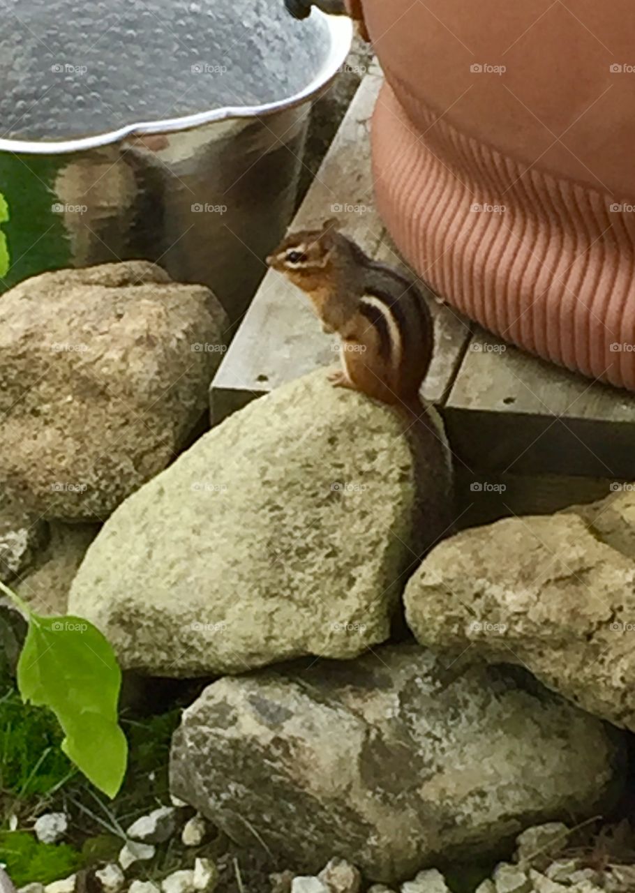 Chipmunk