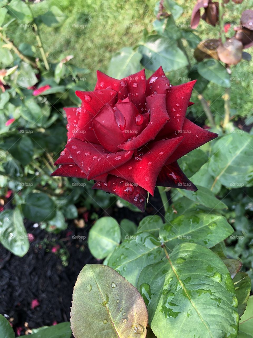 Watery rose