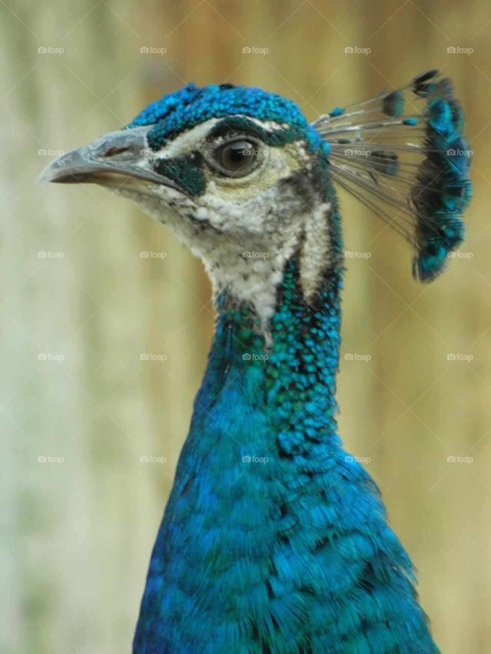 Peacock head 