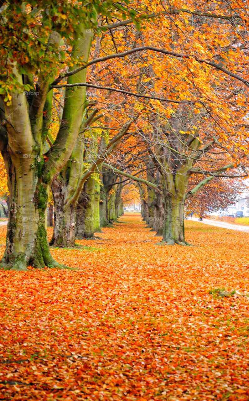 Fall, Leaf, Tree, Maple, Season