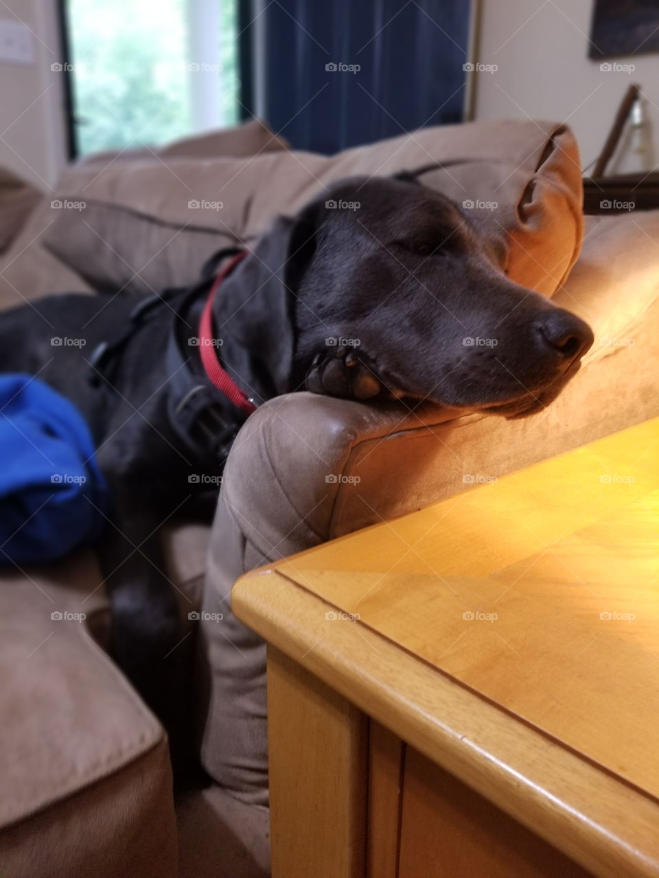 Charcoal lab taking nap by lamp on couch