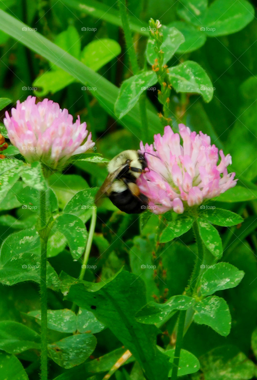 Bee's are an important part of our environment! They pollinate and feed on wild plants which becomes part of their life cycle! They struggle to survive in our environment because of direct and over use of chemicals! "Bee Aware"!