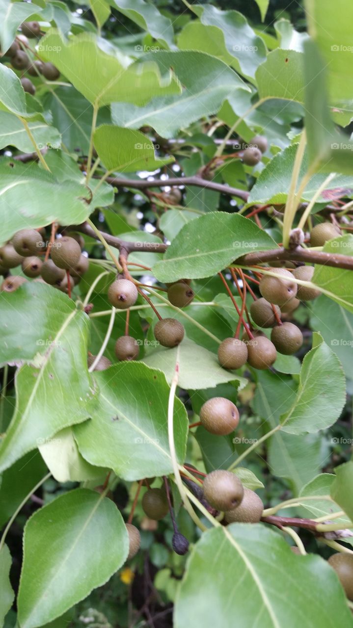Brown berries on tree