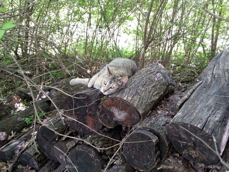 Lounging. A cat lounging on a pile of logs.