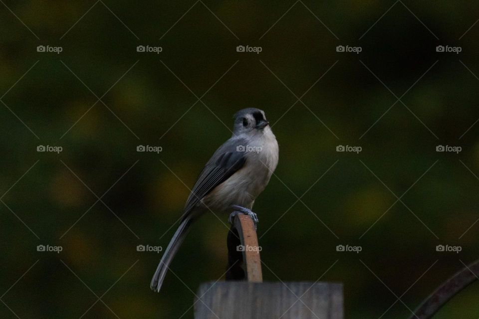 A very pleased titmouse