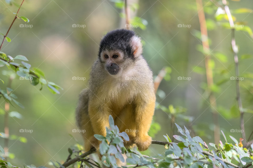 Close Up Of A Black-Capped Squirrel Monkey