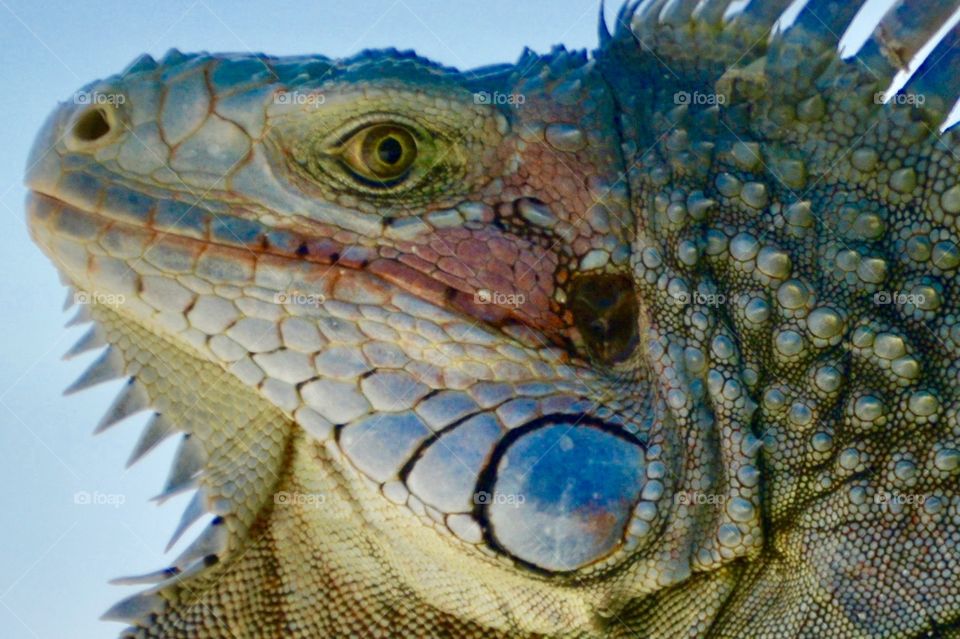 Colorful iguana