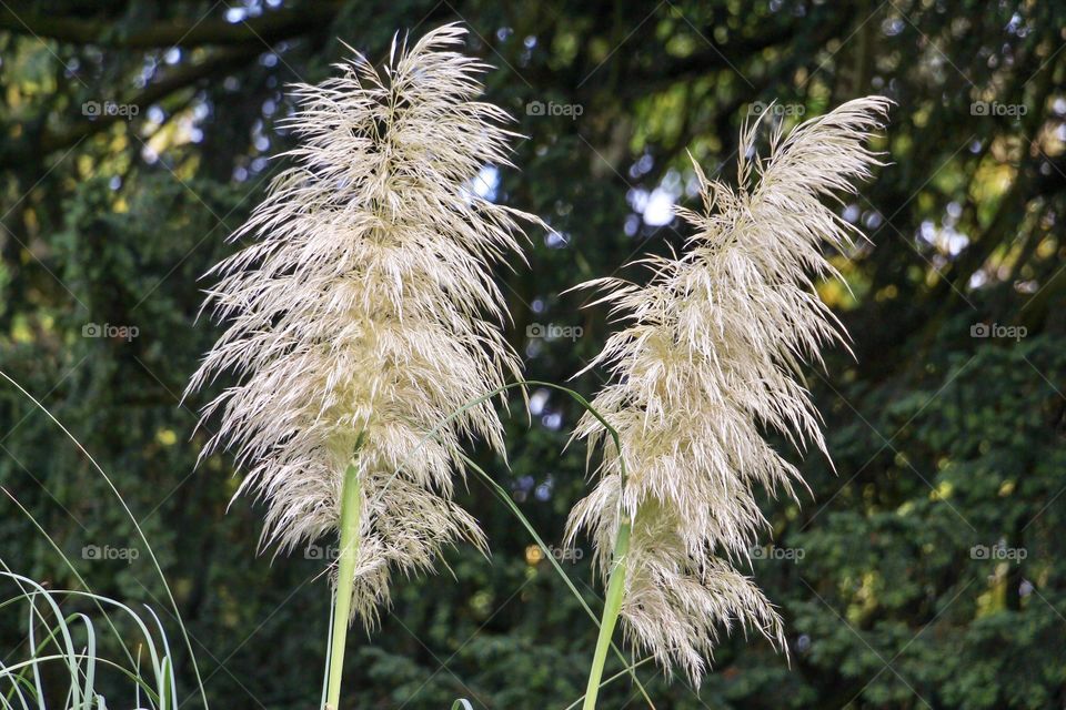 Macro of graceful white inflorescence plumes of Pampas grass