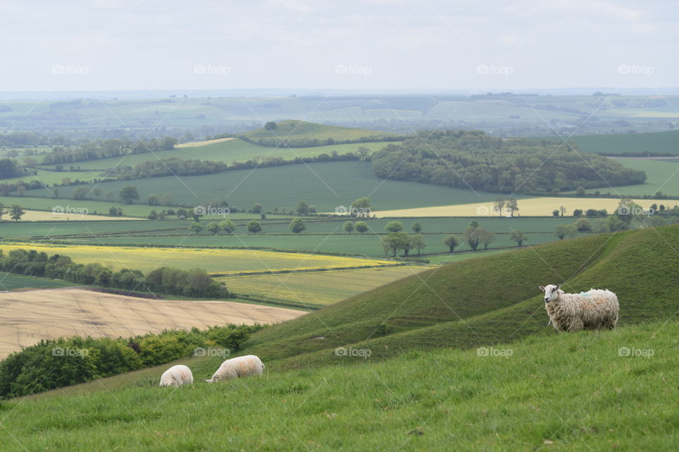 Sheep on rolling grassy hills