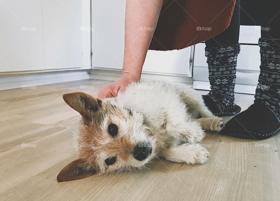 A dog laying on the floor being petted