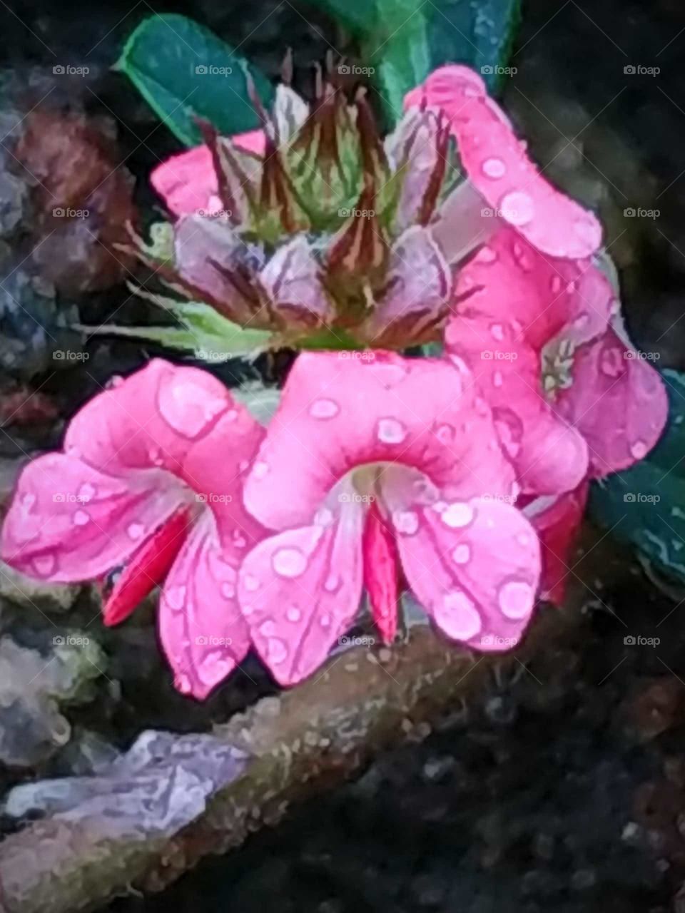 Refreshing drizzly rainy drops on nature sunshine