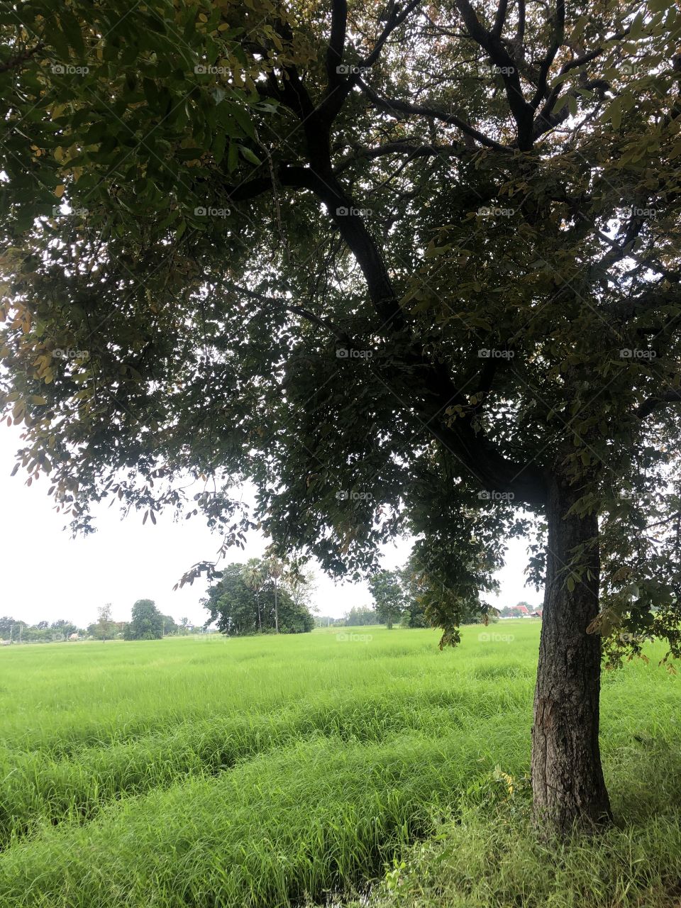 Nature around us, Countryside ( Thailand)