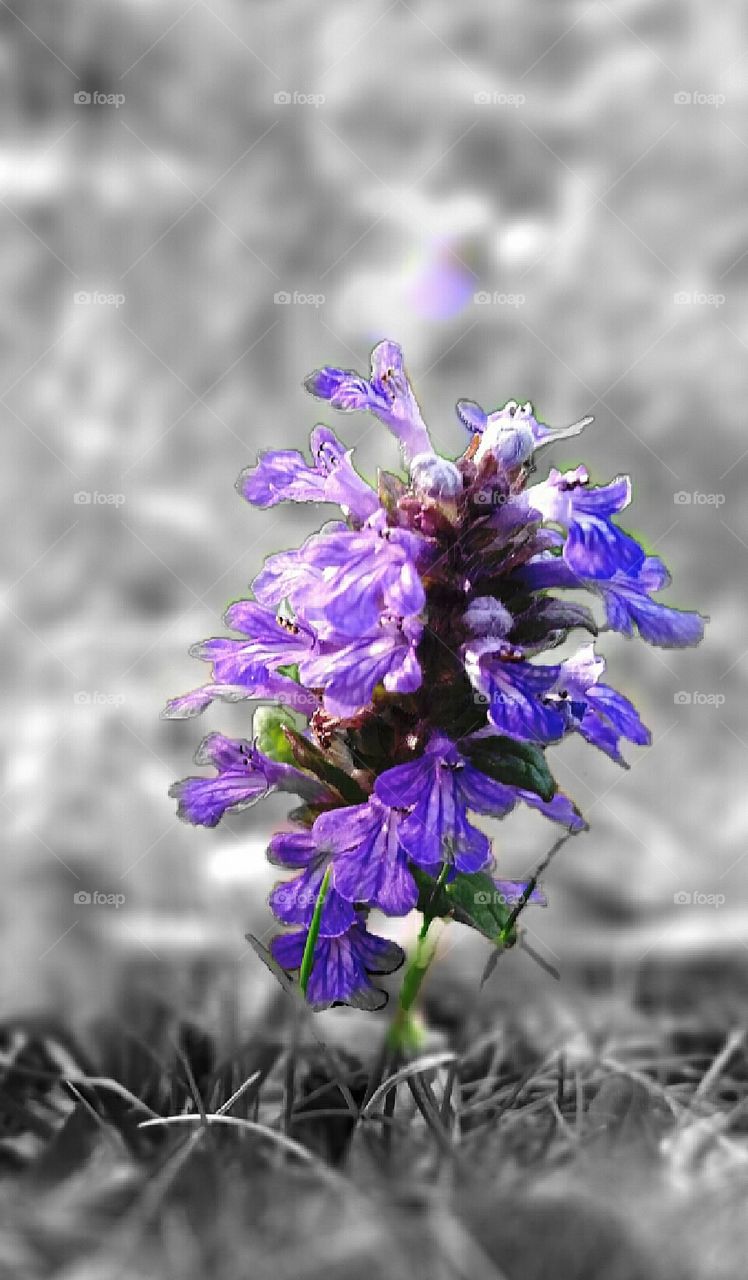 Bungleweed color spot