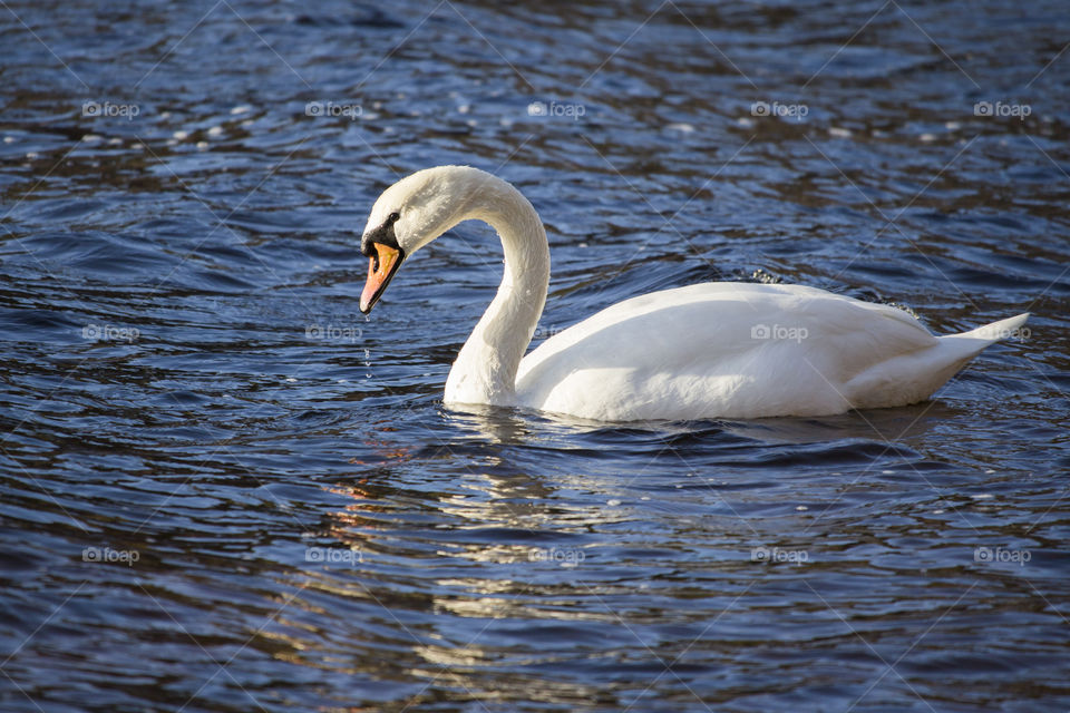 White swan swimming  - vit svan simmar