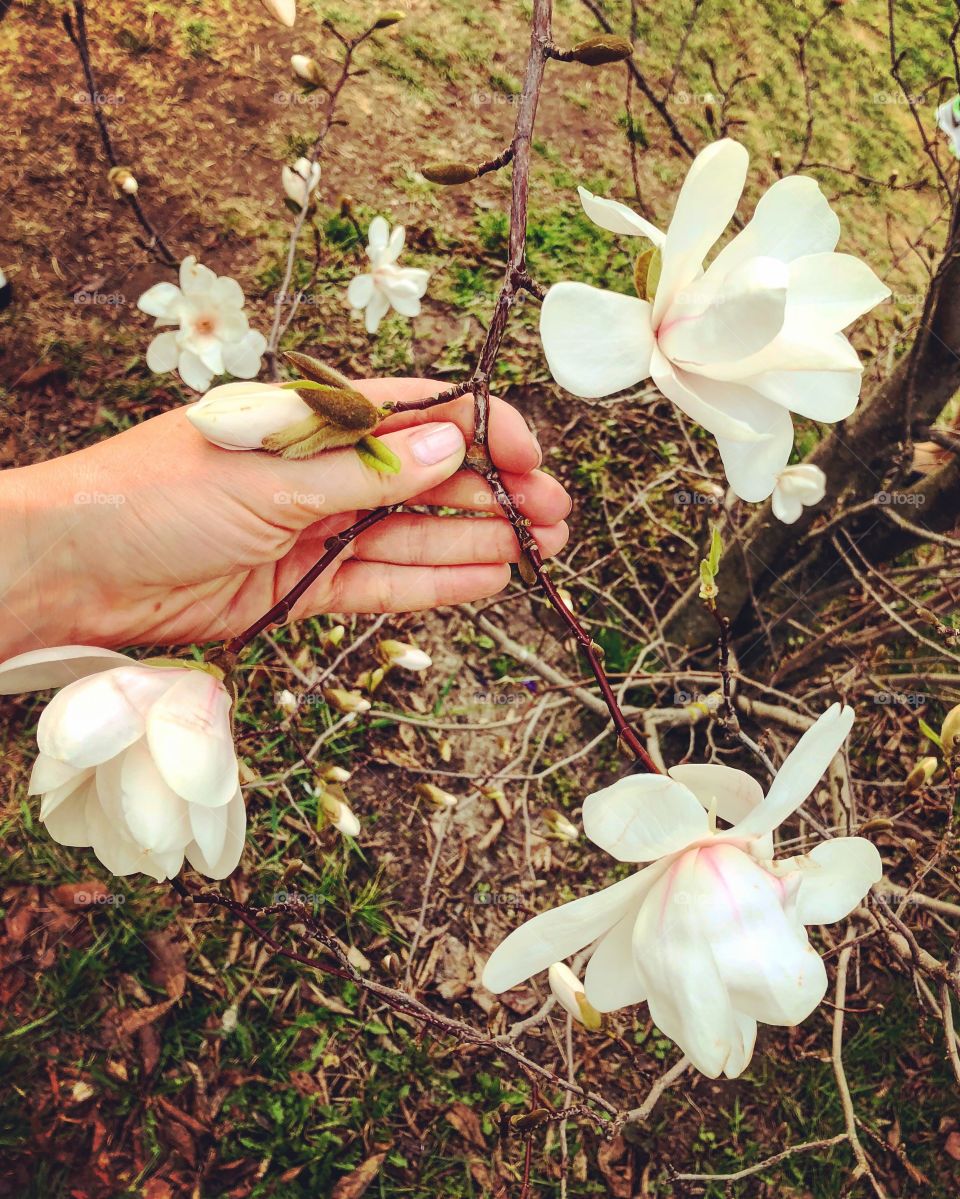 Flowers magnolia 