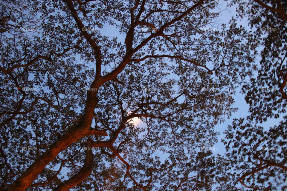 singapore nature tree night by uyka