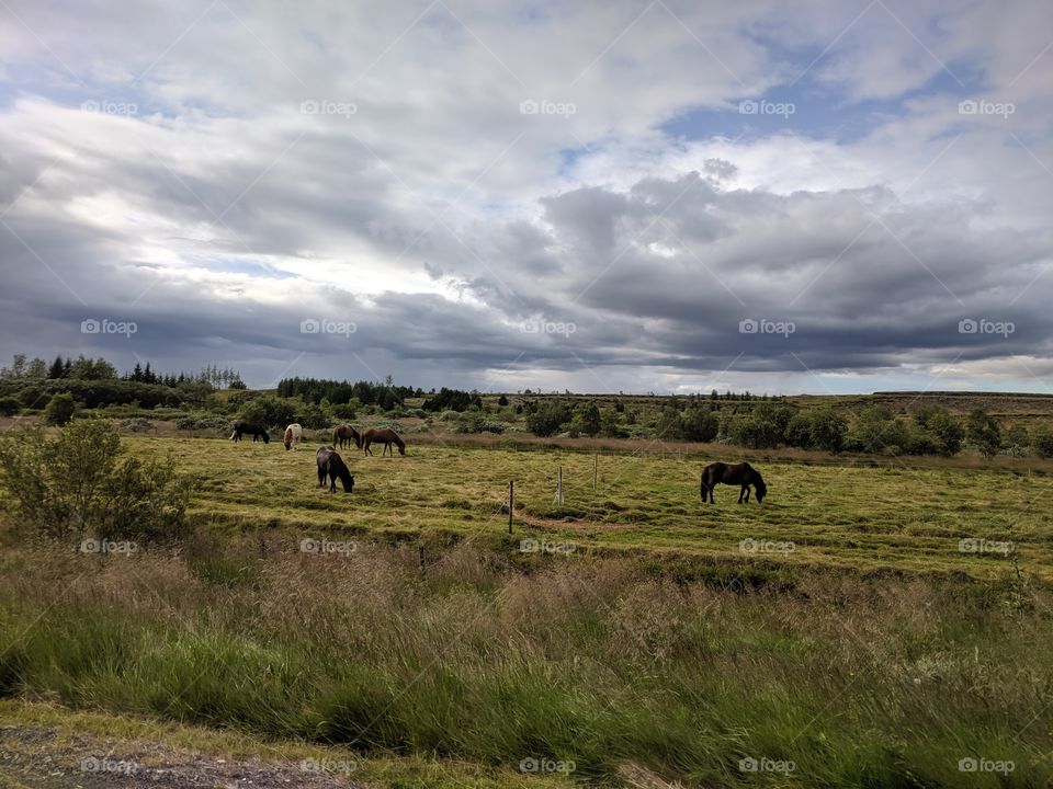 The Icelandic horses.