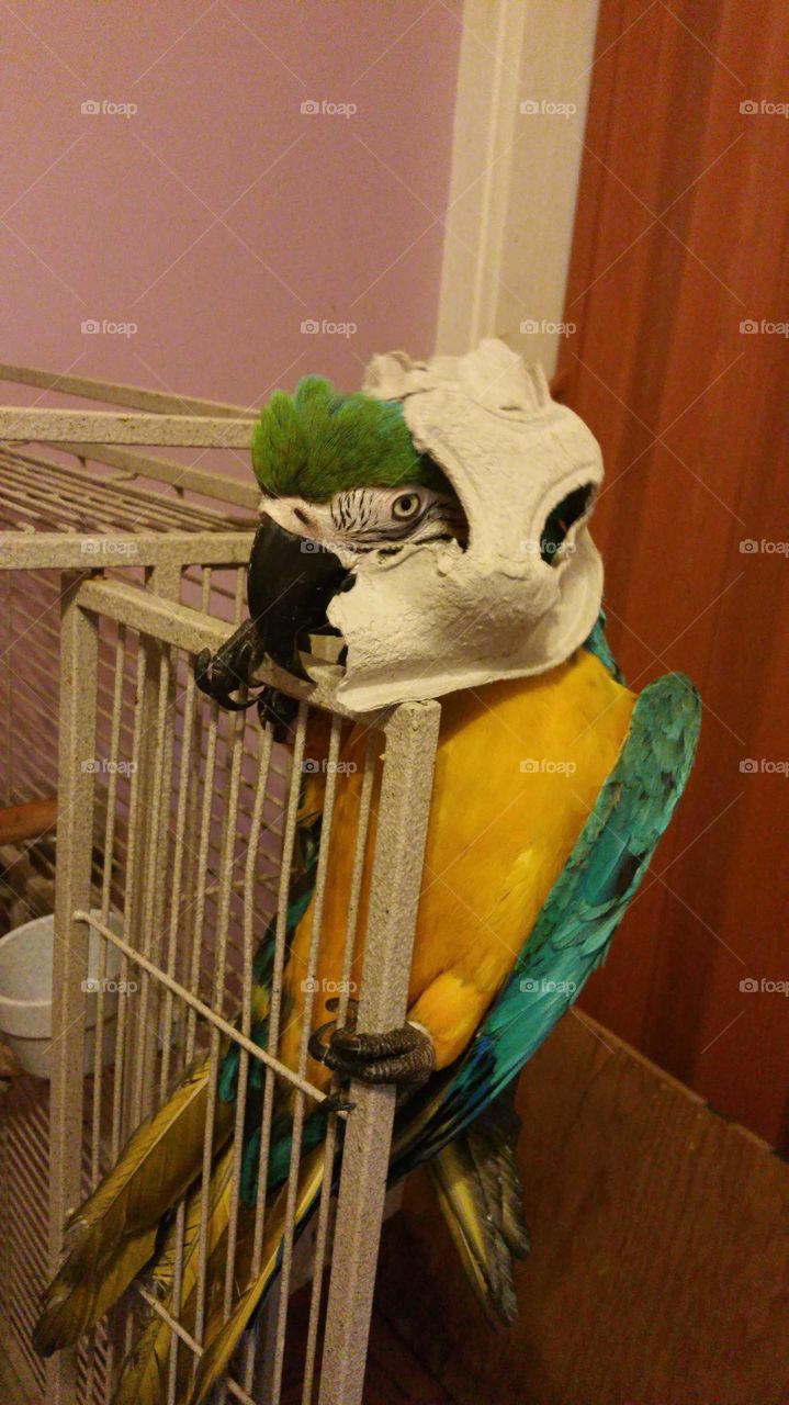 Robocop Macaw Coco 😀😀