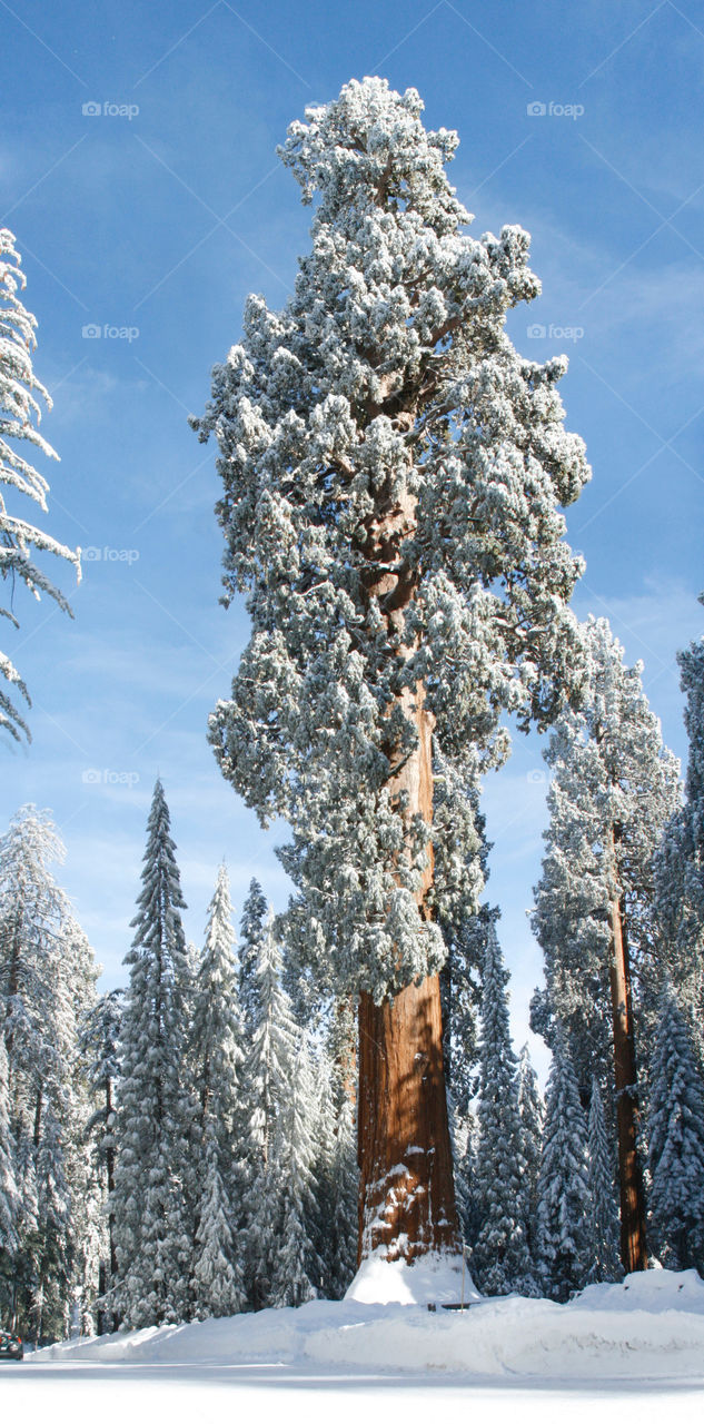 Sequoia park. Winter 