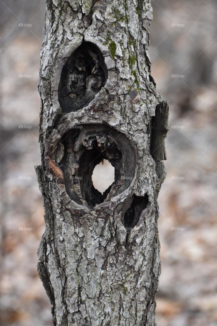 A tree with holes so deep the other side can be seen 