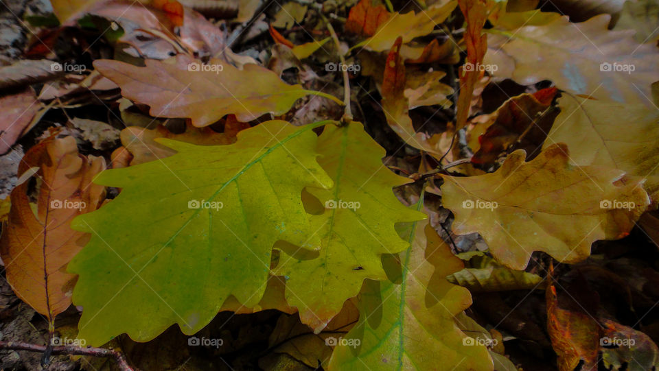 Multicolored autumn oak leaves