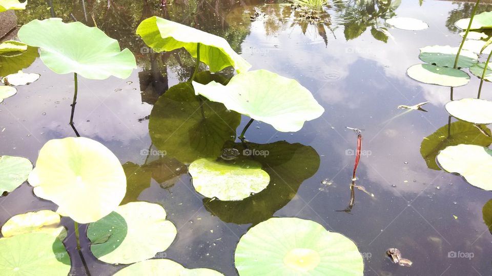 frog bathing