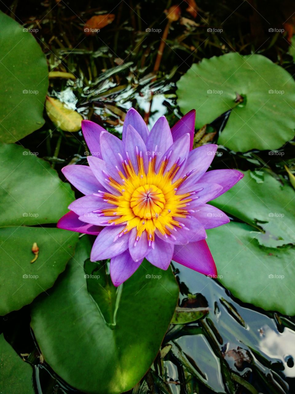 lotus flower
