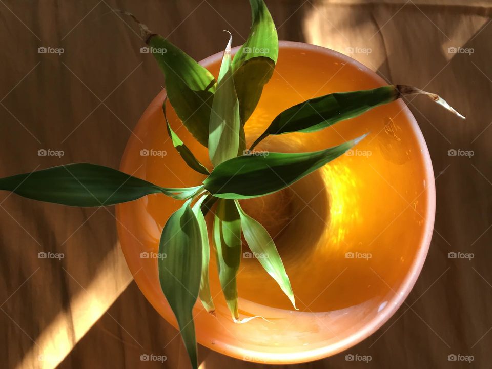A green poem created by bamboo leaves and soft evening light.