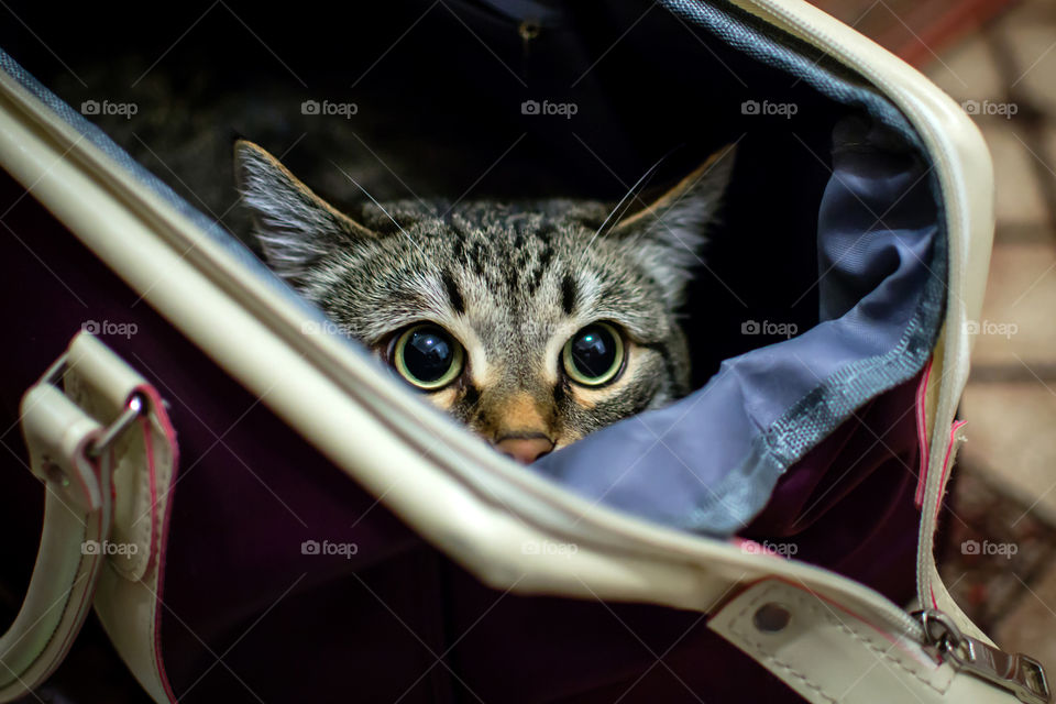 Cat in bag
