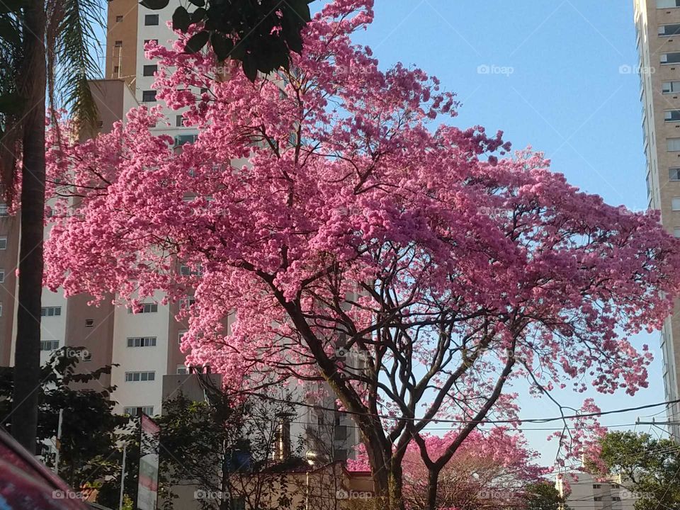 ipê rosa