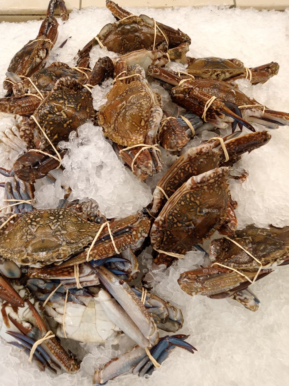 frozen Crabs