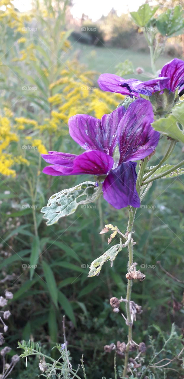 mauve lavatera  and goldenrod