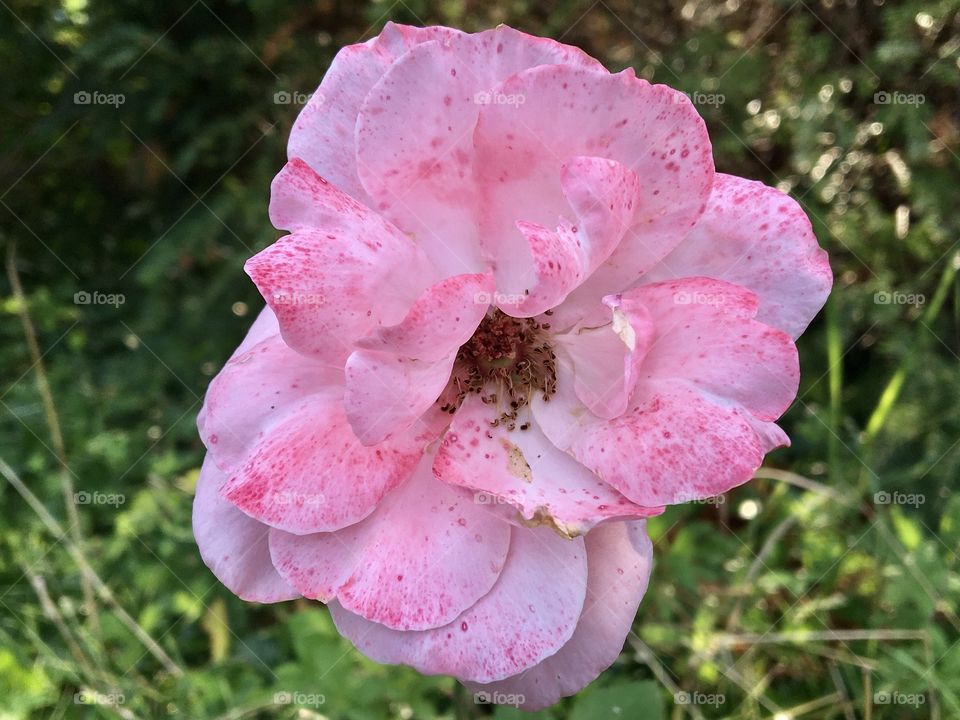 Blooming pinky rose during hot summer 
